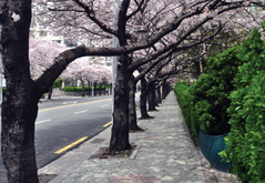 남천동 벚꽃거리